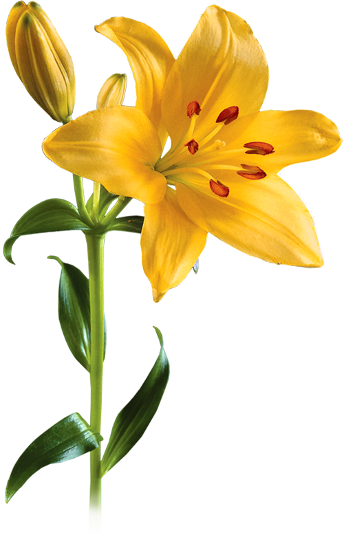 Lily Picture PNG Image