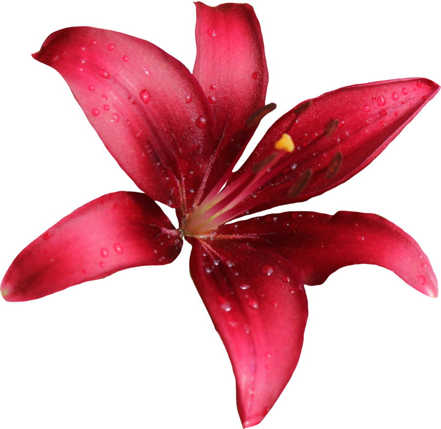 Lily Free Download PNG Image