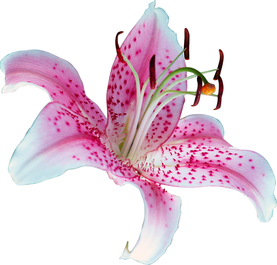 Lily Transparent Picture PNG Image