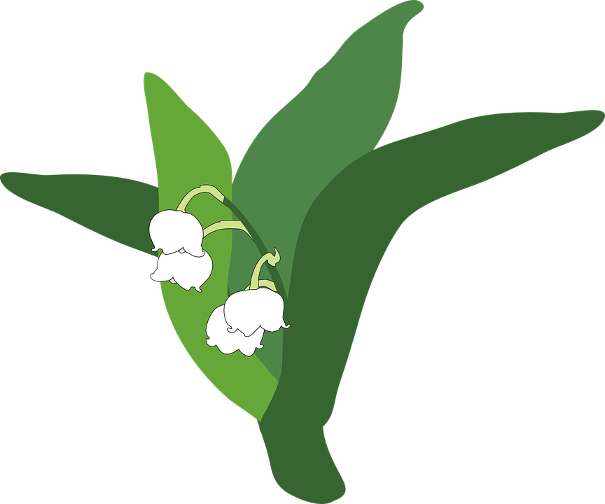 Lily Of The Valley PNG Image