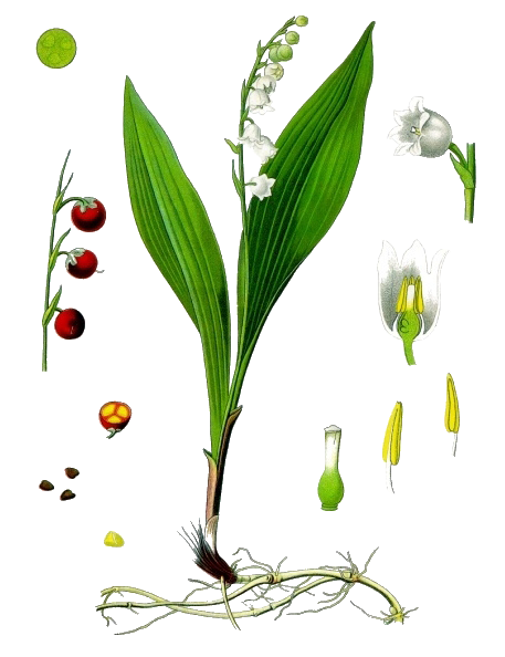Lily Of The Valley Transparent Image PNG Image