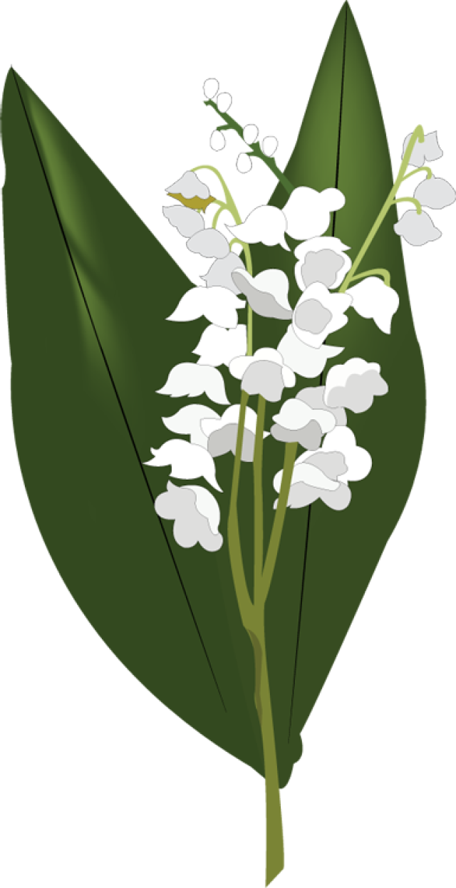 Lily Of The Valley Hd PNG Image