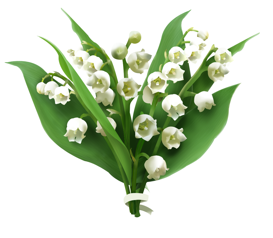 Lily Of The Valley Picture PNG Image