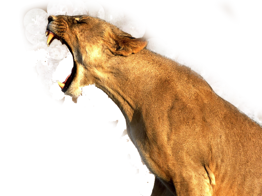 Lion Png Image PNG Image