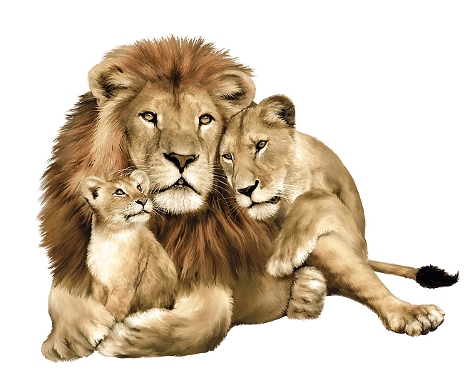 Lion Png Image Image Download Picture Lions PNG Image