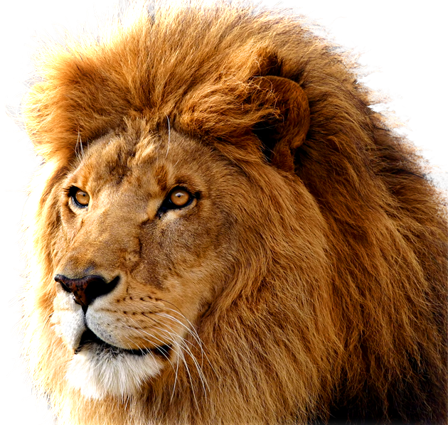 Lion Transparent PNG Image