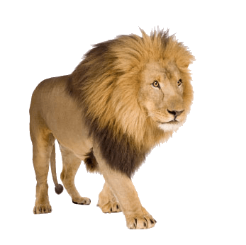 Lion Png Image Image Download Picture Lions PNG Image