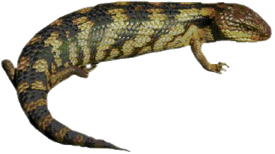 Lizard Clipart PNG Image