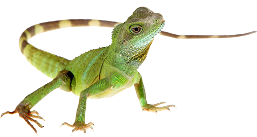 Lizard Hd PNG Image