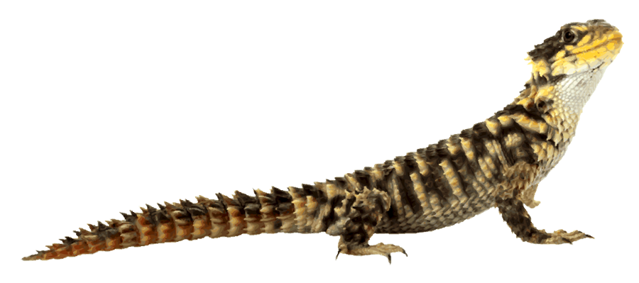 Lizard Image PNG Image