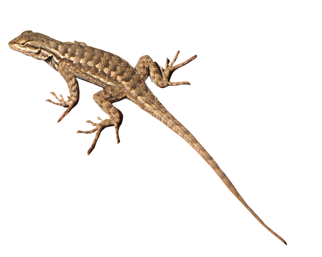 Lizard Transparent PNG Image