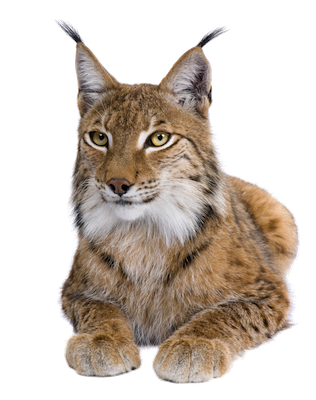 Lynx Free Download Png PNG Image