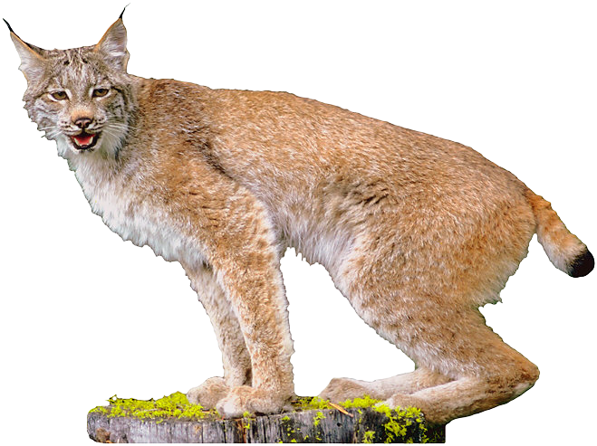 Lynx Picture PNG Image
