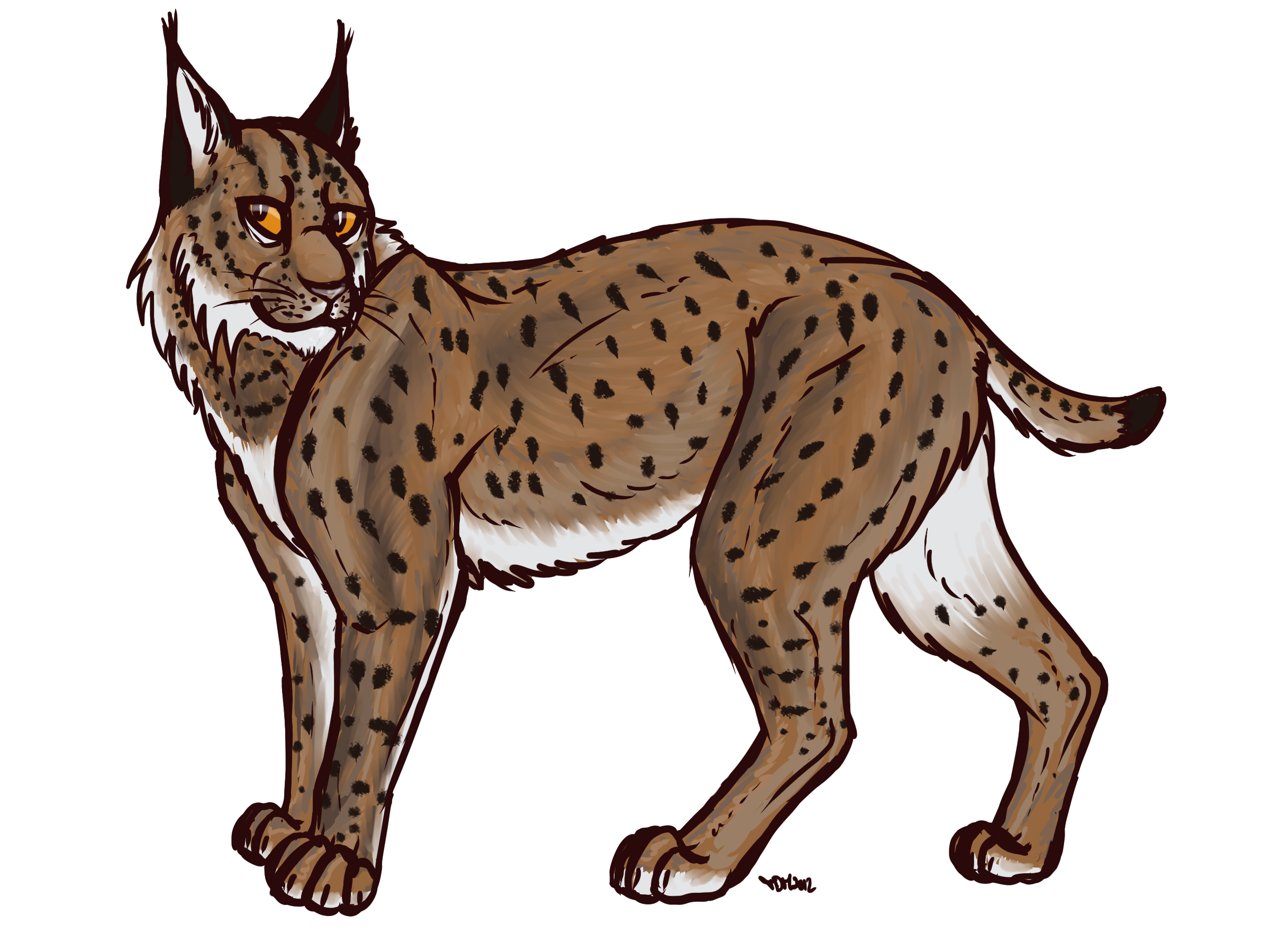 Lynx Transparent PNG Image