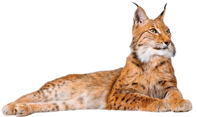 Lynx Png Picture PNG Image