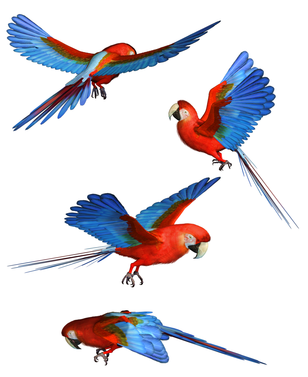 Macaw Png Hd PNG Image