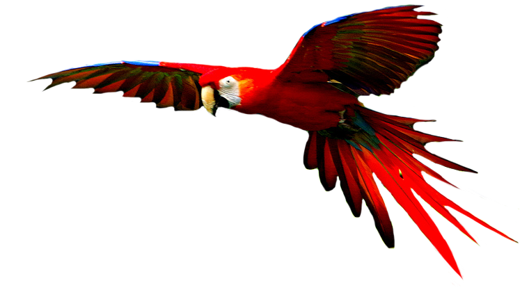 Macaw High-Quality Png PNG Image