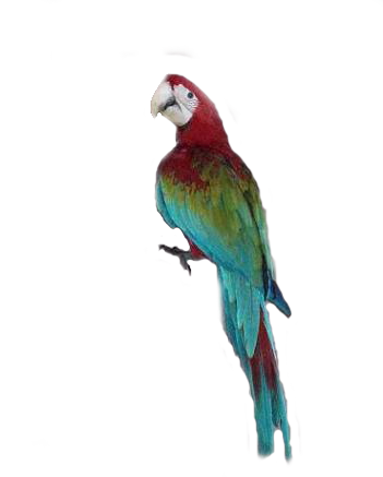Macaw Transparent PNG Image