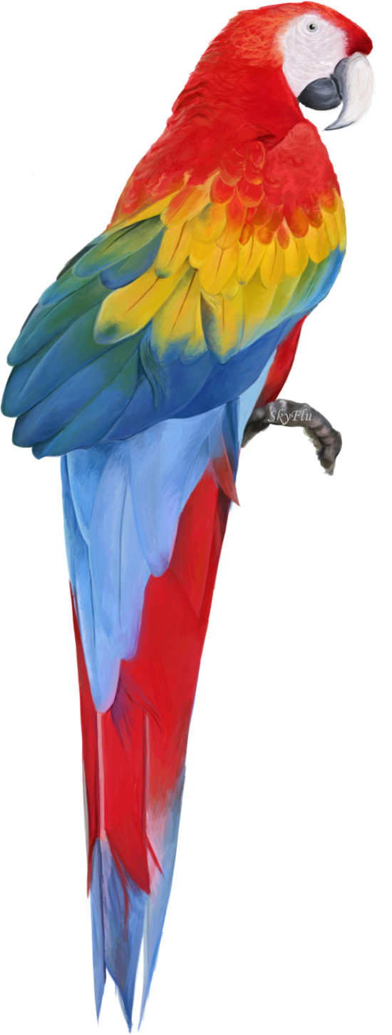 Macaw Free Download Png PNG Image