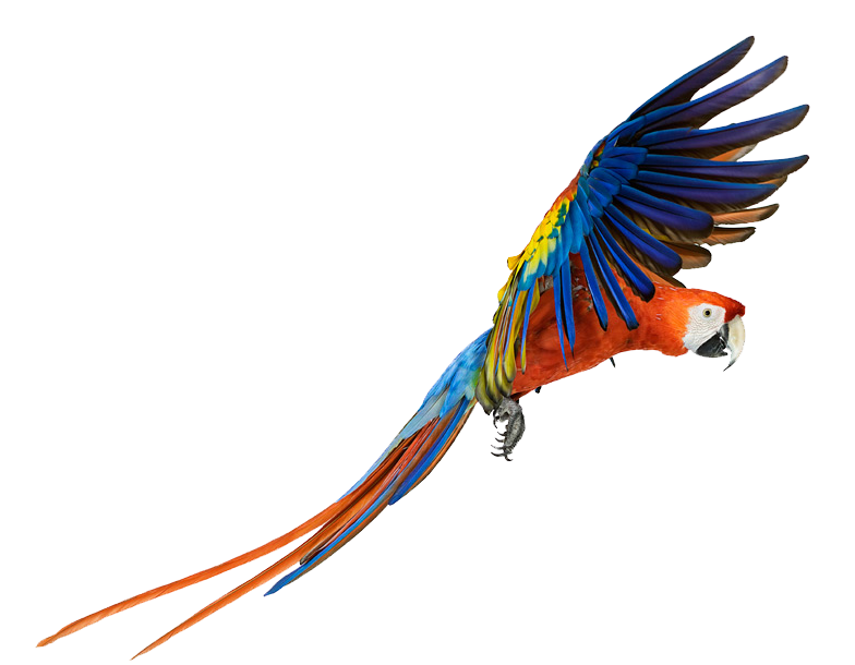 Macaw Png Pic PNG Image