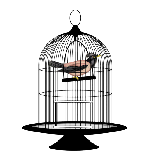 Cage Images Free Transparent Image HQ PNG Image