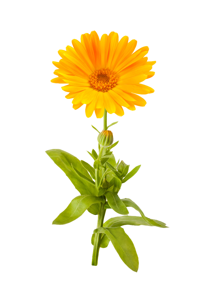 Marigold Picture PNG Image