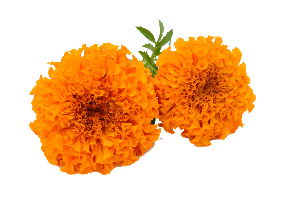 Marigold Hd PNG Image