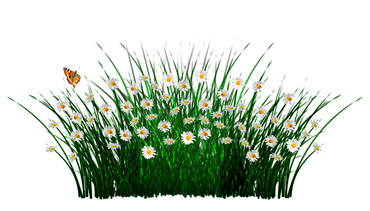 Field Pic Meadow Free Transparent Image HD PNG Image