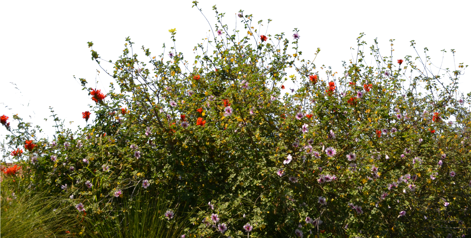 Meadow Free Clipart HQ PNG Image