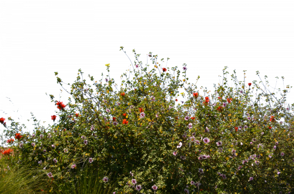 Summer Meadow Photos Free HD Image PNG Image