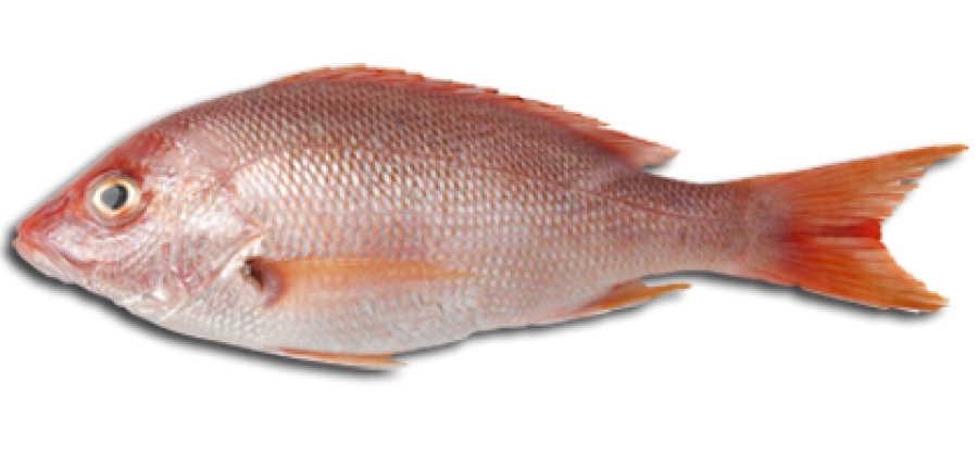 Fish Meat PNG Image