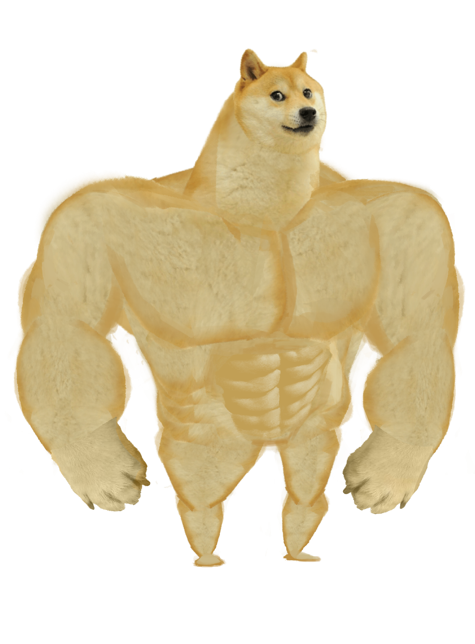 Shiba Inu Doge Meme Free Download PNG HD PNG Image