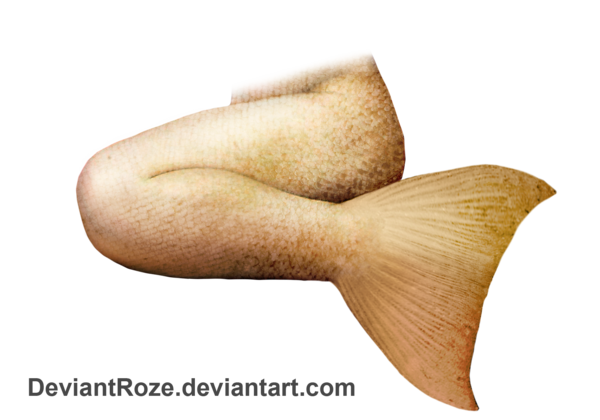 Mermaid Tail Png File PNG Image