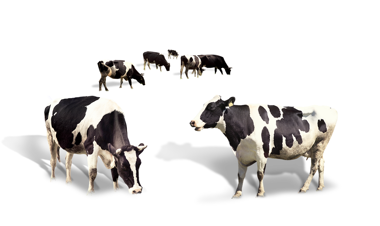 Cow Dairy Milk Taurus Cattle PNG Image High Quality PNG Image