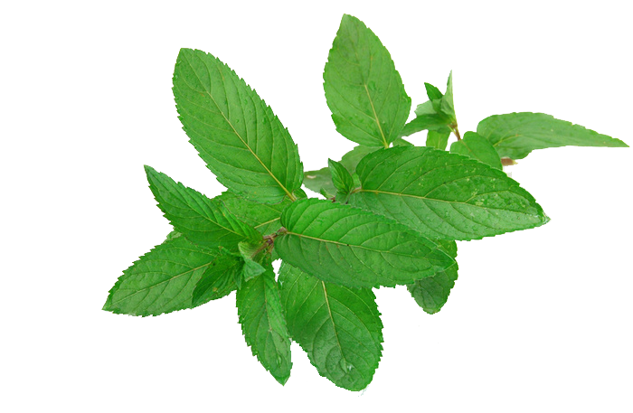 Mint Free Download PNG Image