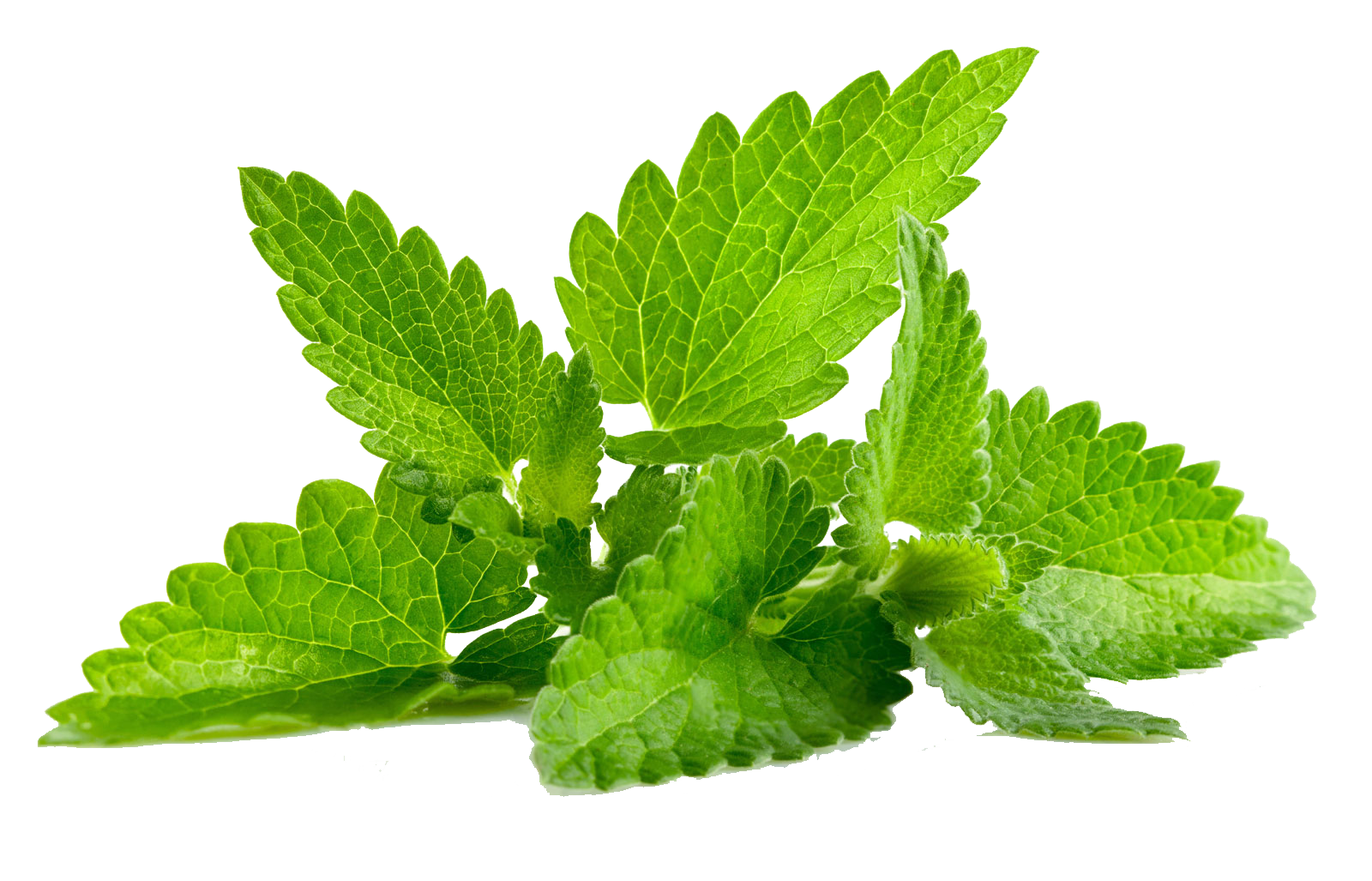 Mint Transparent PNG Image