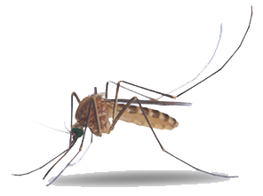 Mosquito Png Picture PNG Image