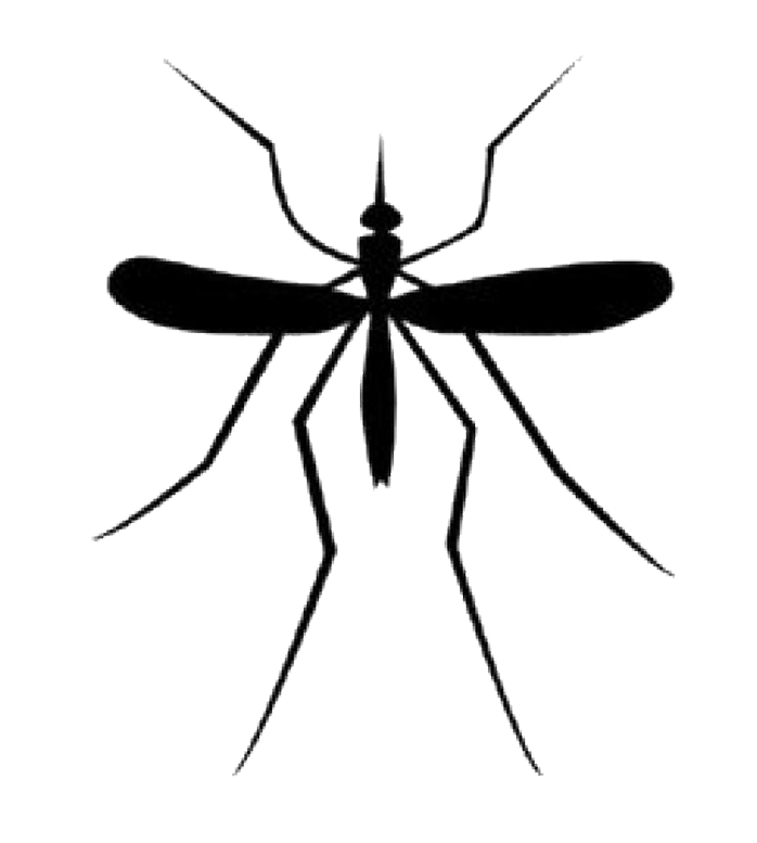 Mosquito Download Png PNG Image