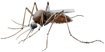 Mosquito Transparent PNG Image