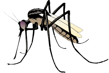 Mosquito Png Pic PNG Image