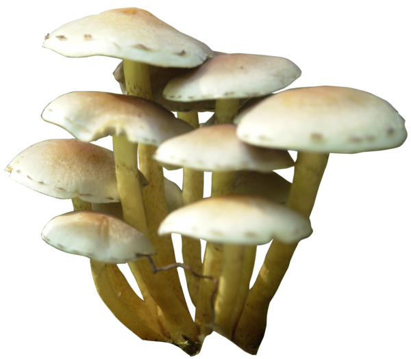 Mushroom Png PNG Image