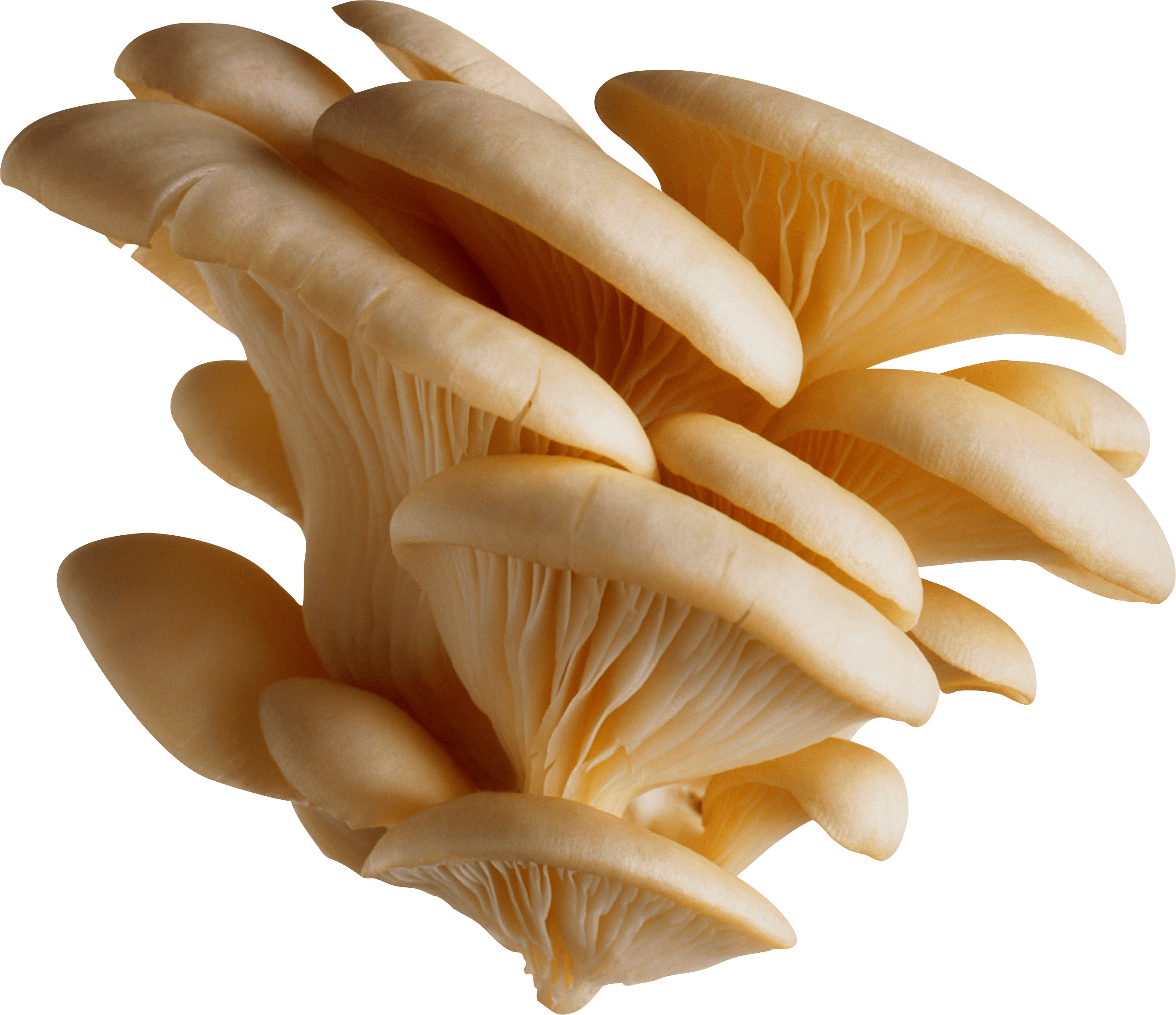 White Mushrooms Png Image PNG Image