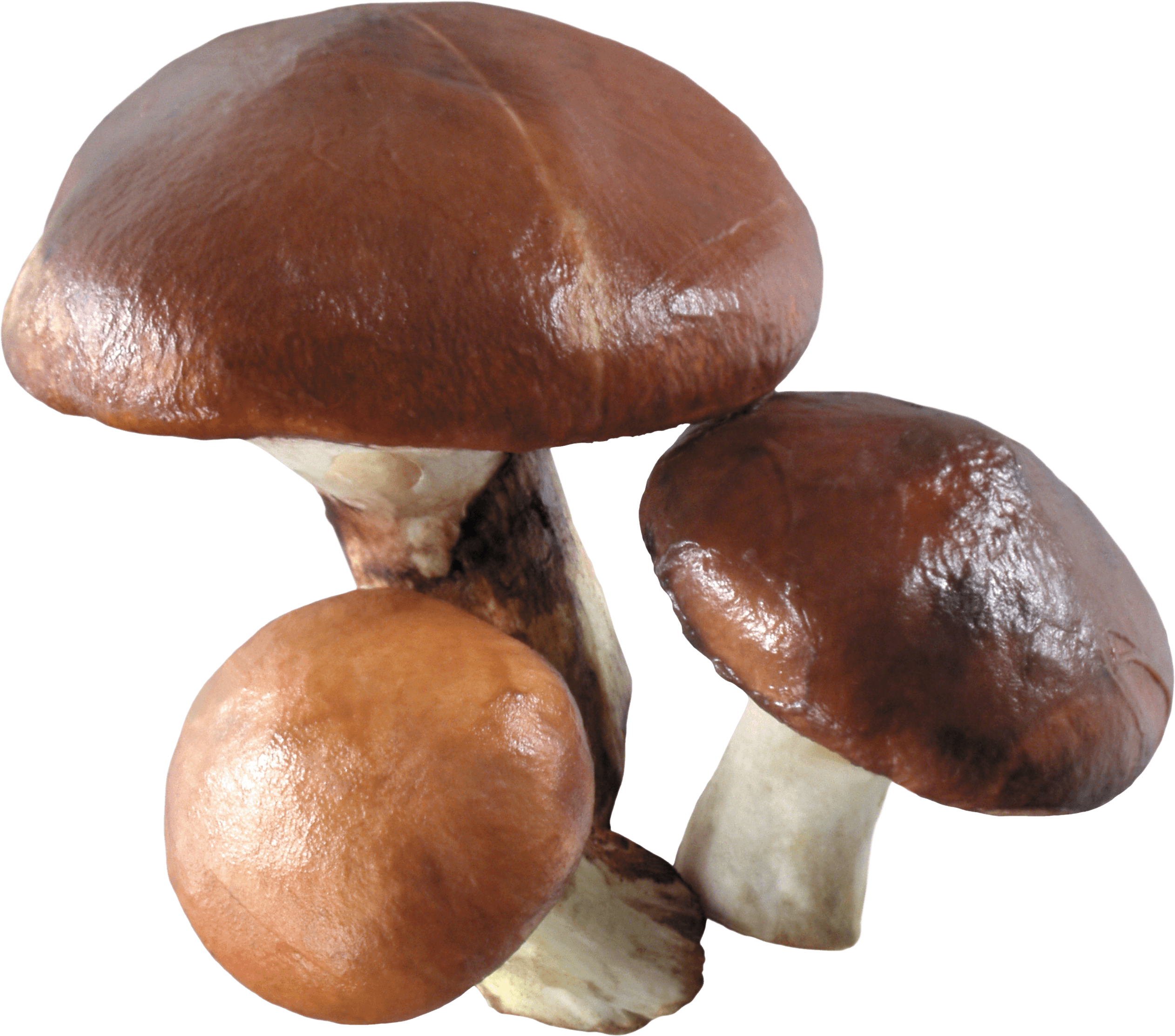 Mushroom Png Image PNG Image