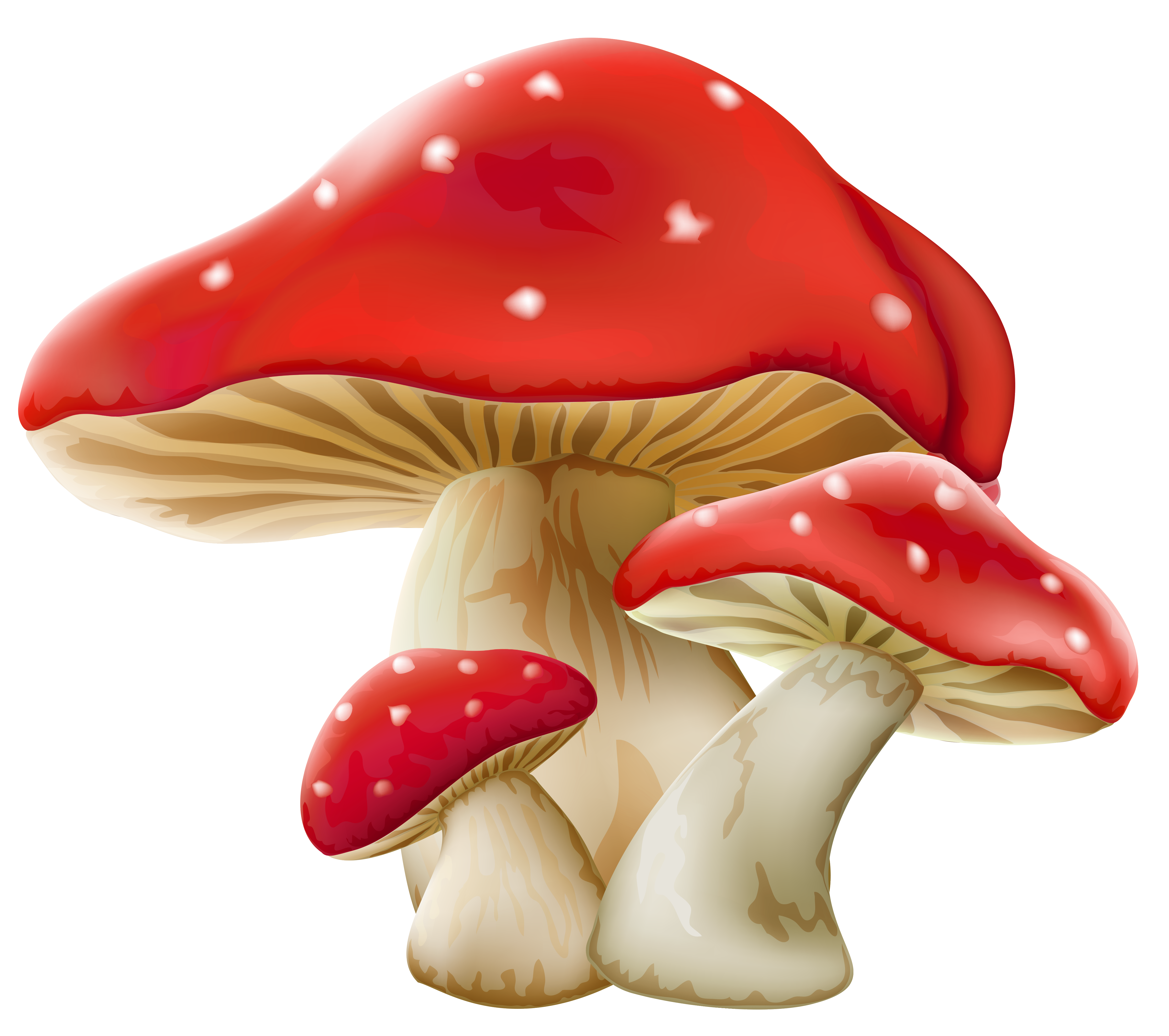 Mushroom Png Picture PNG Image