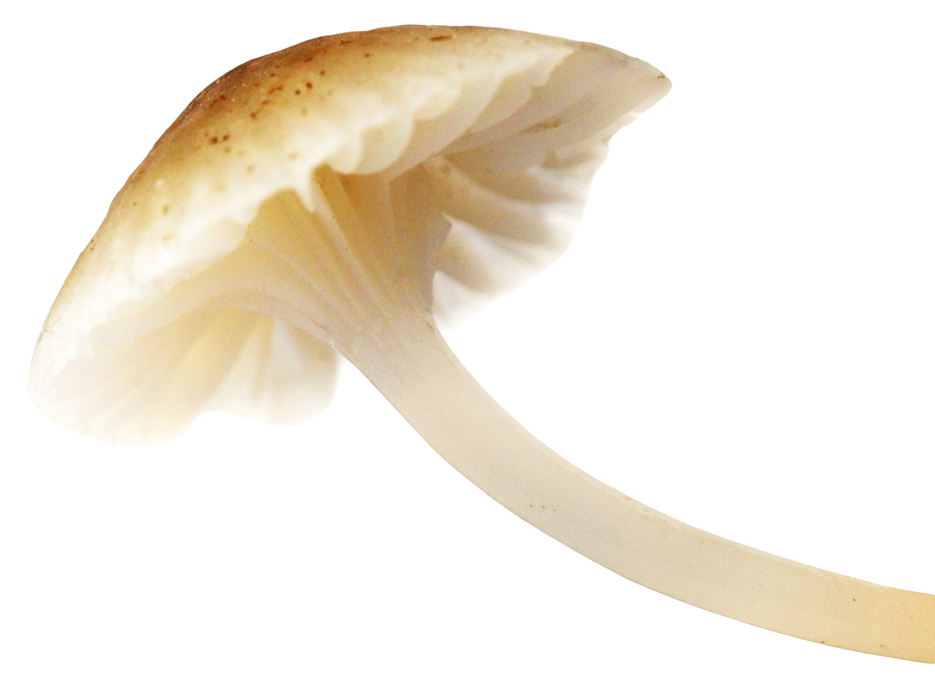 Mushroom Image PNG Image