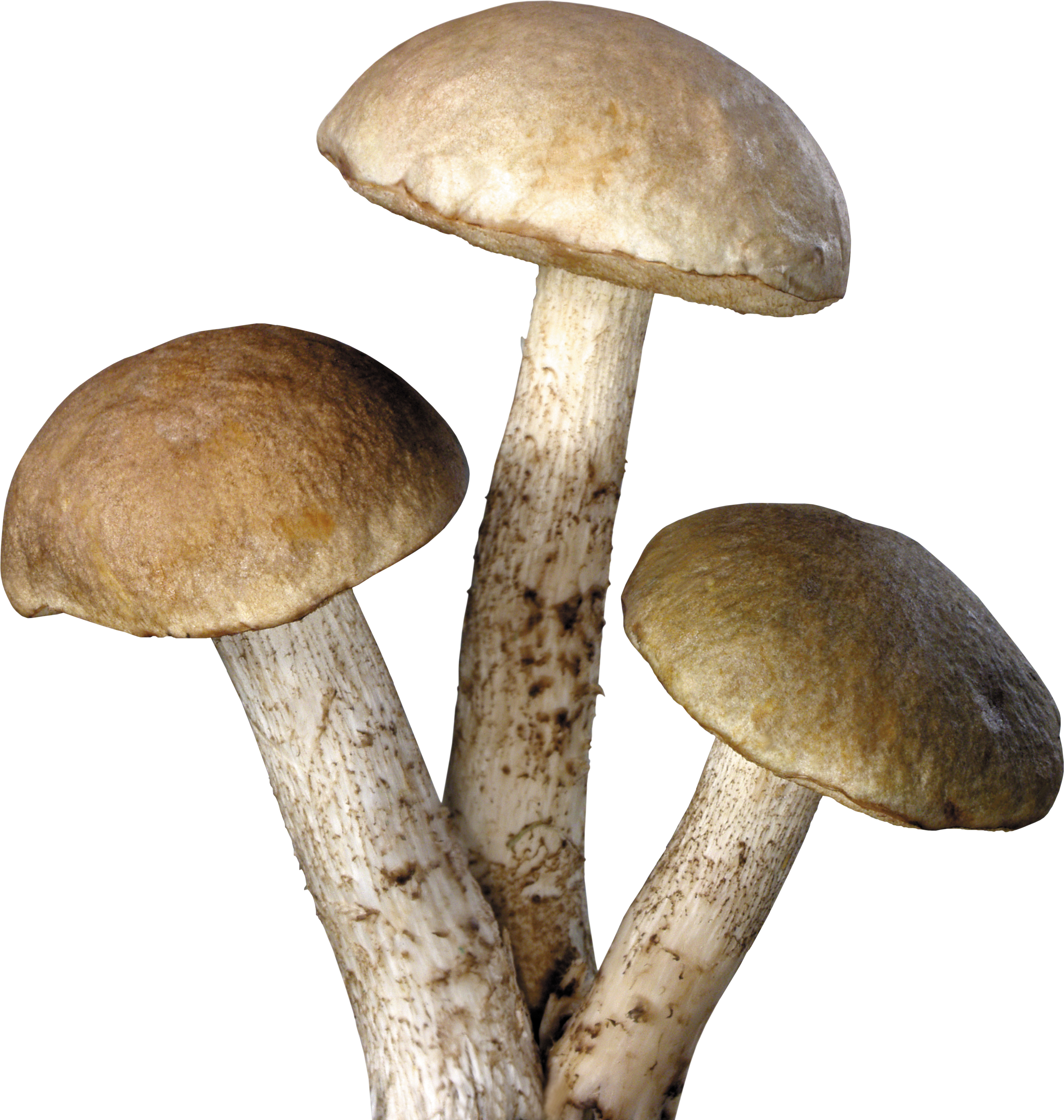 Mushroom Free Download Png PNG Image