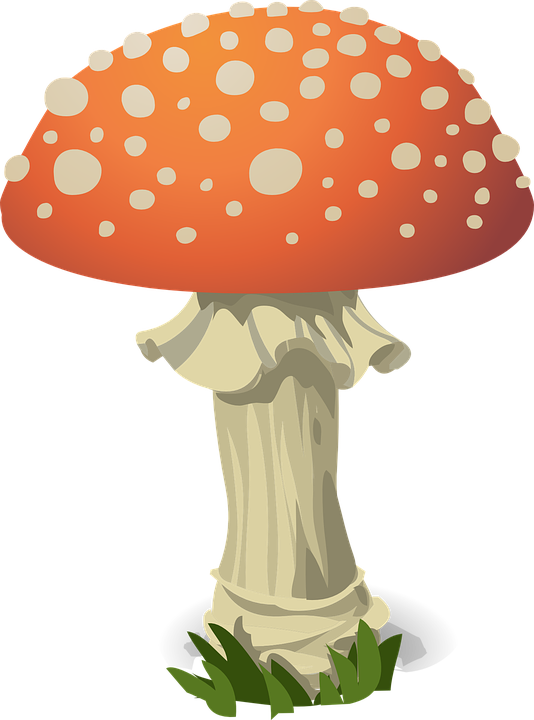 Amanita Muscaria Photo PNG Image