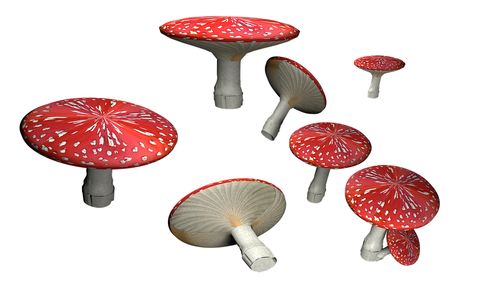 Amanita Muscaria Hd PNG Image