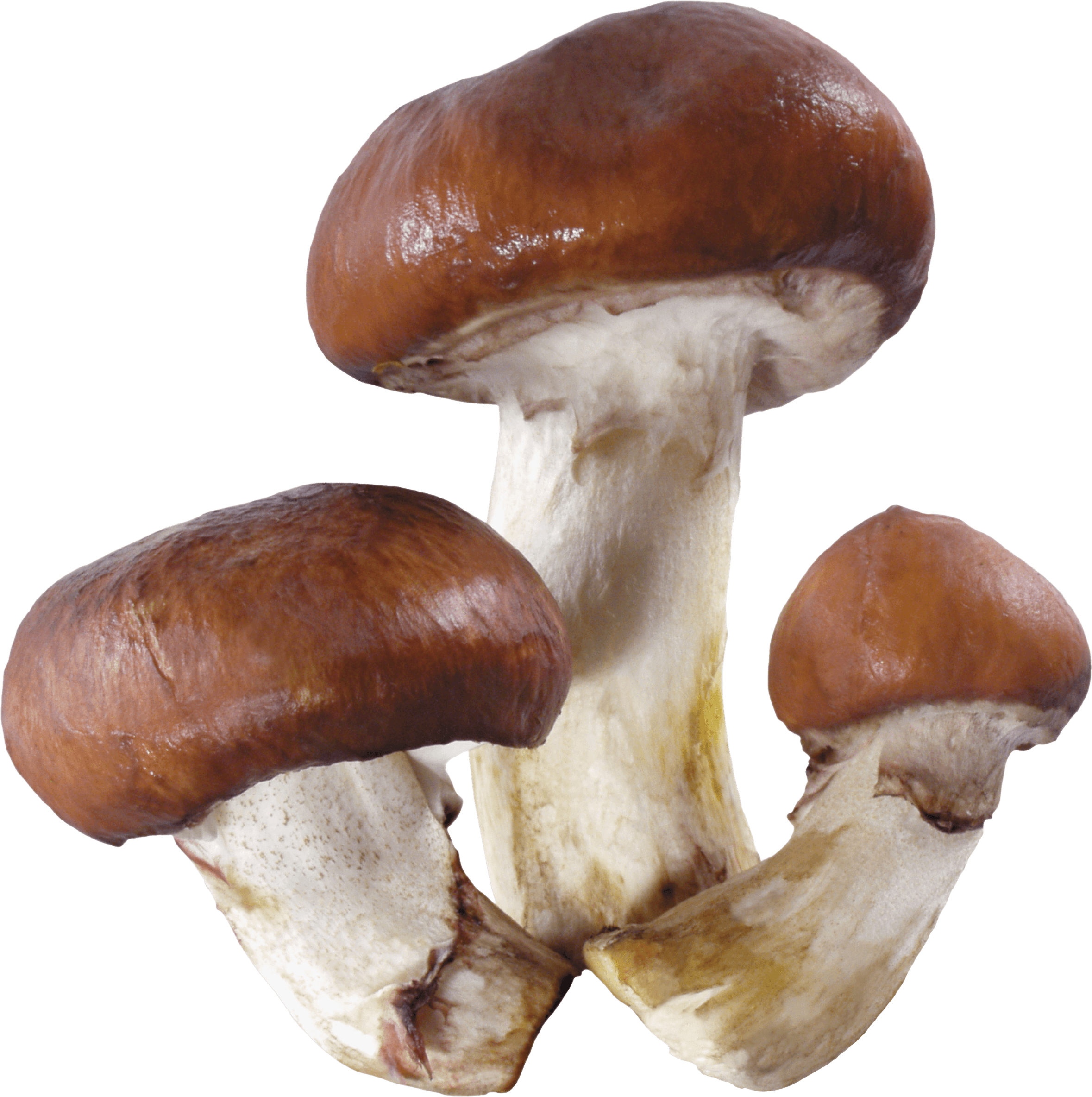 Mushroom Png Image PNG Image