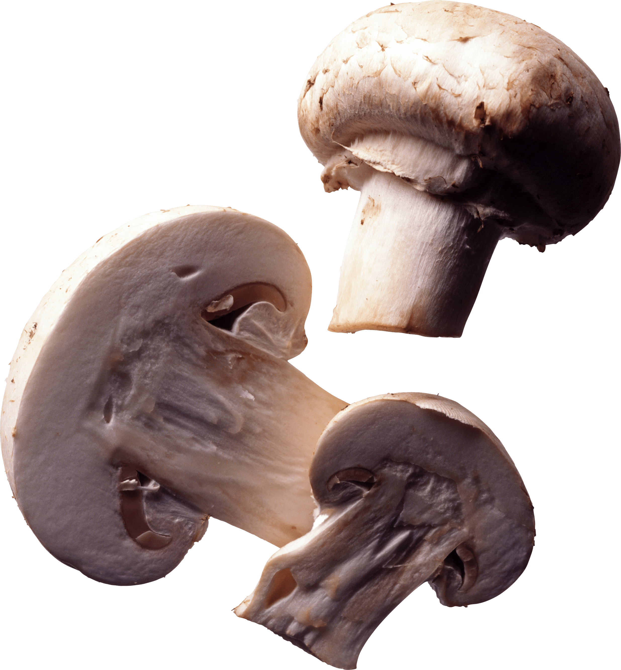 Mushroom Png Image PNG Image